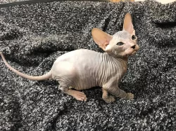Don Sphynx koťátka s PP k rezervaci