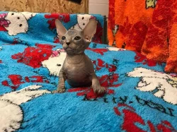 Don Sphynx koťátka s PP k rezervaci