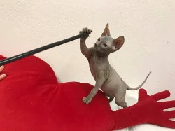 Don Sphynx koťátka s PP k rezervaci