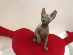 Don Sphynx koťátka s PP k rezervaci