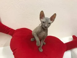 Don Sphynx koťátka s PP k rezervaci