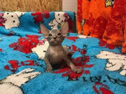 Don Sphynx koťátka s PP k rezervaci