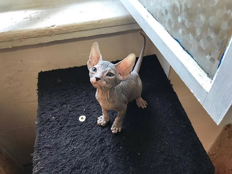 Don Sphynx koťátka s PP k rezervaci