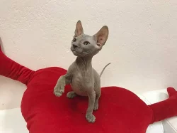 Don Sphynx koťátka s PP k rezervaci