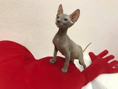Don Sphynx koťátka s PP k rezervaci