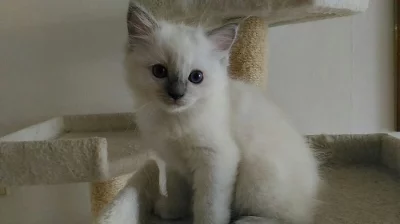 Ragdoll kočička.