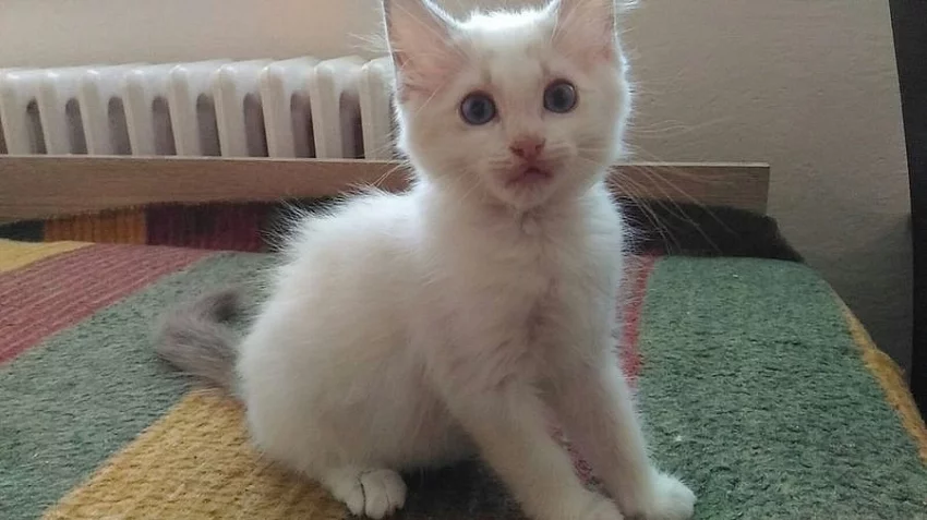 Ragdoll kocourek ihned k odběru.