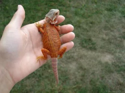 Prodám mláďata agamy vousaté