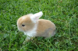 Prodám malé králičky BERÁNKY