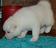 akita inu pro stud