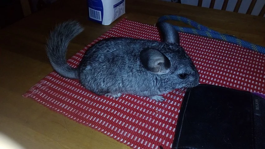 Samička Činčili