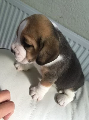 Krásné beagle puppy na prodej.