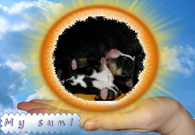 štěňátka s PP - švýcarský salašnický pes