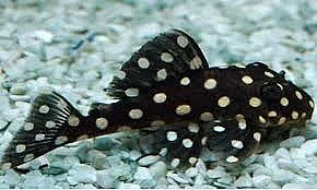 Hypancistrus L201