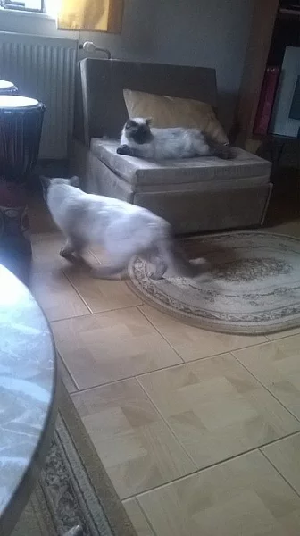 Prodám koťata plemene ragdoll
