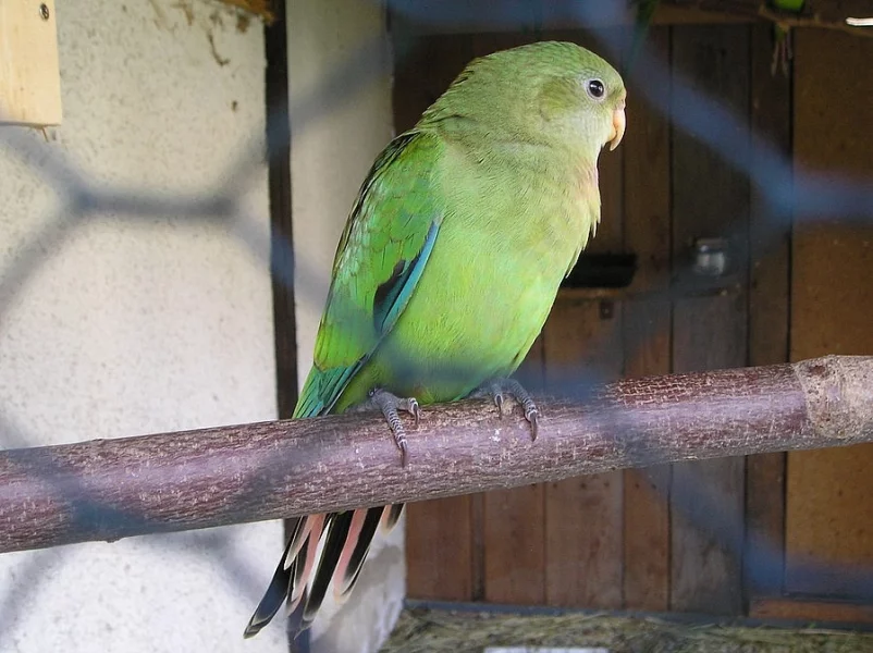 Papoušek nádherný