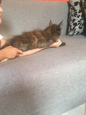 Mainská mývalí kočka - kotátka s PP