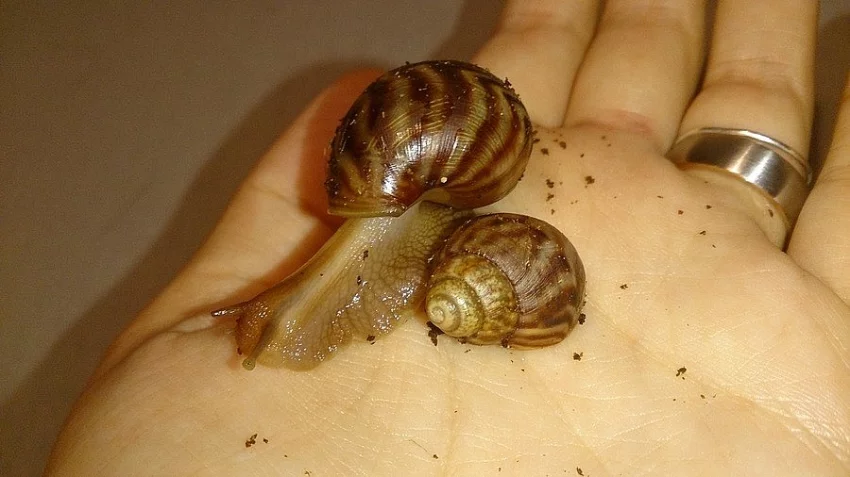 Achatina