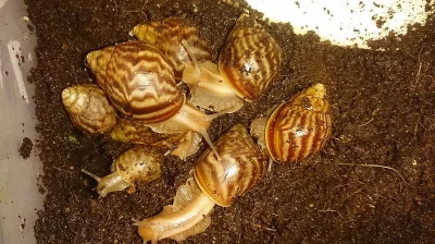 Achatina