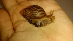 Achatina