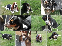 Basset hound - štěňátka