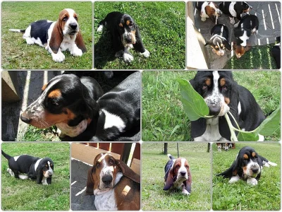 Basset hound - štěňátka