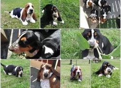 Basset hound - štěňátka