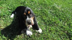 Basset hound - štěňátka
