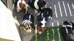 Basset hound - štěňátka