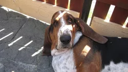 Basset hound - štěňátka