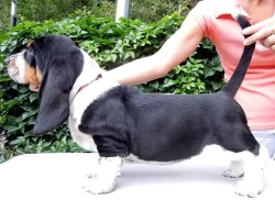 Basset hound - štěňátka