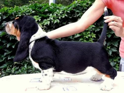 Basset hound - štěňátka