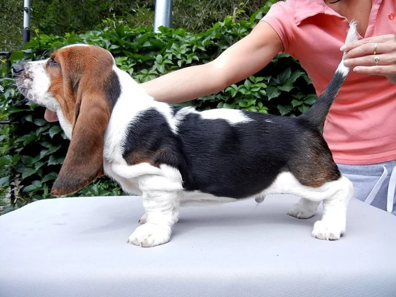 Basset hound - štěňátka