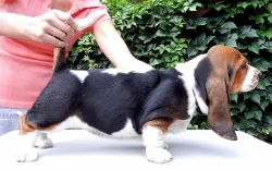 Basset hound - štěňátka