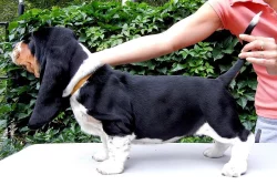 Basset hound - štěňátka