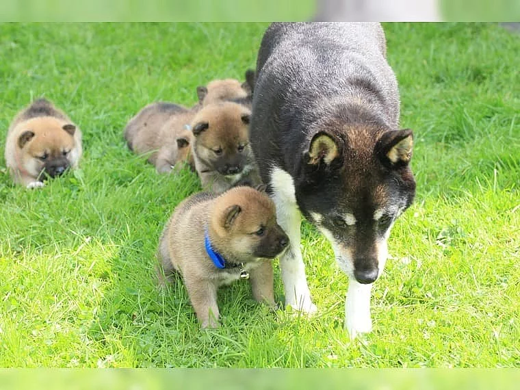 Shiba-Inu na prodej s PP