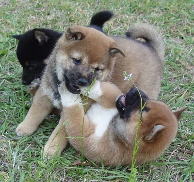 Shiba-Inu na prodej