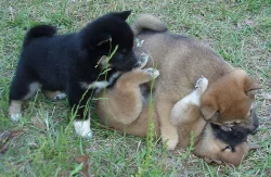 Shiba-Inu na prodej