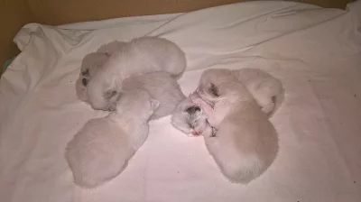 Koťátka Ragdoll bez PP