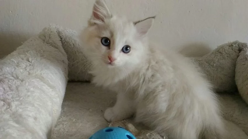 Ragdoll kocourek odběr od 29.9.2017.