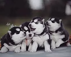 SIBERSKÁ HUSKY štěňata