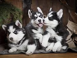 SIBERSKÁ HUSKY štěňata