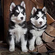 SIBERSKÁ HUSKY štěňata