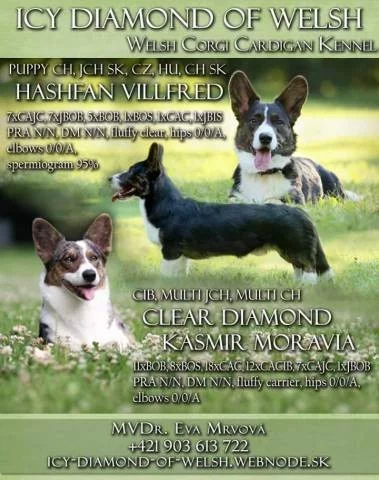 Šteniatka welsh corgi cardigan