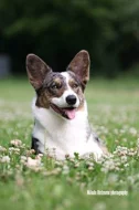 Šteniatka welsh corgi cardigan