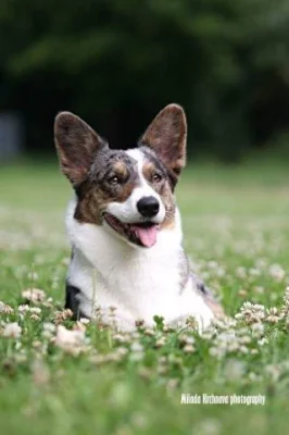Šteniatka welsh corgi cardigan