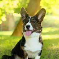 Šteniatka welsh corgi cardigan