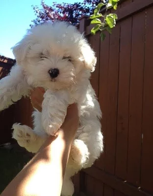 Alaga Bichon Frise štěně doma
