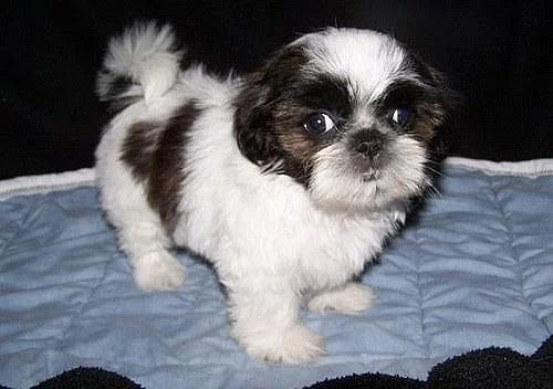 shih tzu štěňata jsou připraveni