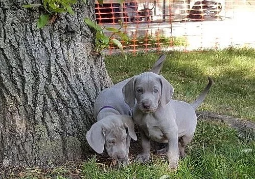 Krátké vlasy Weimaraner.kc Reg ..